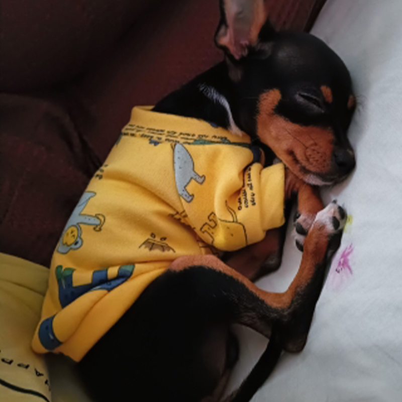 Xs ropa para perros pequeños,  - Winter Clothing For Boys reseña y precio